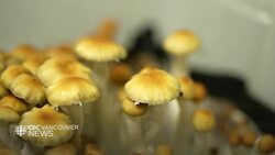 Demand for therapy involving magic mushrooms growing in Canada News Clip