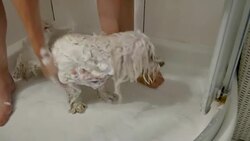 Maltese puppy taking a bath Stock Footage