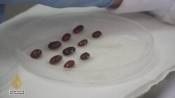 Biodiversity crisis: Scientists try to stop crop production plung News Clip