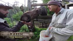 I KISSED A MOOSE, and I LIKED IT! Instructional Video