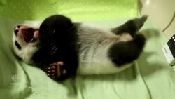 Twin panda cubs start opening their eyes News Clip