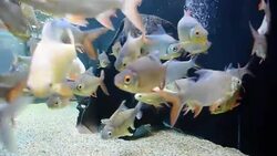 freshwater fish Stock Footage