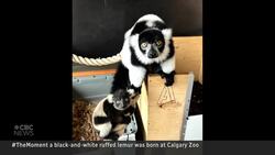 #TheMoment endangered baby lemur born at Calgary Zoo News Clip