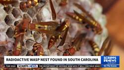 Radioactive wasp nest found in South Carolina News Clip