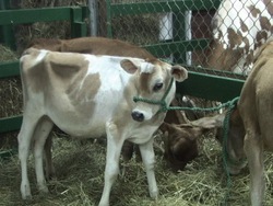 Ragos y herencia: genes dominantes y genes recesivos Instructional Video