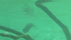 You ‘otter’ meet Lawrence, the 1st otter pup born at this Montreal zoo in 30 years News Clip