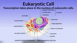 Protein Synthesis: Transcription Instructional Video