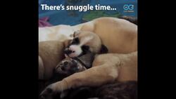 10 Cute Puppies Find Furever Homes - Your Daily Diversion Instructional Video