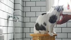 A man taking a bath for his Scottish fold cat in a bathroom with a shower. Stock Footage
