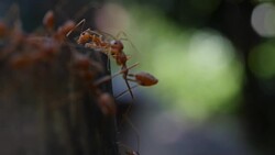 Red ant action walking in the nature Stock Footage