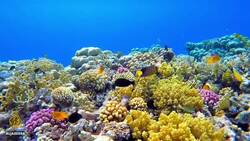 COP25 Climate Summit: What was at stake at the Madrid talks? News Clip