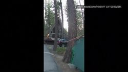 How do police get a bear out of a car? Like this News Clip