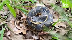 Snake Fakes Death With Oscar-Worthy Performance: SNAPPED IN THE WILD Instructional Video