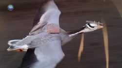 Rock-n-roll bridges, blinking eye-on-a-chip, high-flying low metabolism, & urban air “re-leaf” Instructional Video