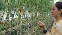 farm worker harvetsing tomatoes from organic garden Stock Footage