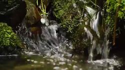 Clean creek in the forest near the waterfall. Stock Footage