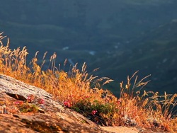 Plantas: ¿donde viven las plantas? Instructional Video