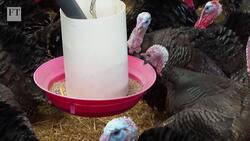 Battling the avian flu epidemic Instructional Video