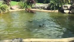 WATCH: Duck plays 'chicken' with tiger News Clip