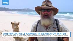 Australia Kills Camels In Search Of Water News Clip