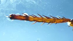 Legs of an Insect Stock Footage