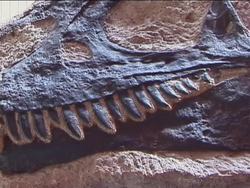 Exploring Fossils: the Importance of Fossils Instructional Video