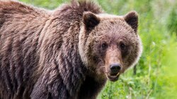 Grizzly Bear Safety News Clip