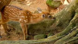 Wildlife scene. Beautiful young fallow whitetail deer, wild mammal animal in forest surrounding. Spotted, Chitals, Cheetal, Axis, Cervus nippon or Japanese deer grazing in natural habitat in the sun. Stock Footage