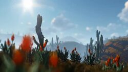 Saguaro Cactus in Desert, zoom out Stock Footage