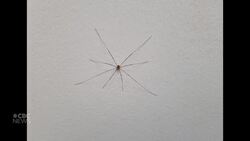 Are these bug myths true? News Clip