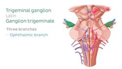 Cranial nerve nuclei Instructional Video