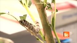 Medical Silk - Innovation Nation Instructional Video