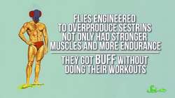 How to Get Buff Without Exercise (If You’re a Fly) | SciShow News Instructional Video