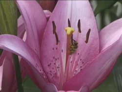 Animal Survival Behaviors Instructional Video