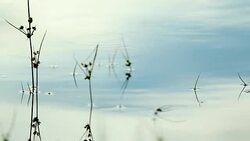 Lake water surface in 4K Stock Footage