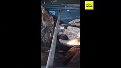 Over 100 vultures dead after eating poisoned elephant in South Africa News Clip