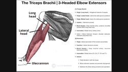 Posterior Arm Compartment | Triceps Brachii & Anconeus Instructional Video