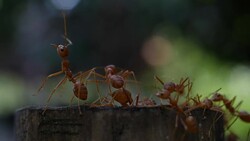 Red ant action walking in the nature Stock Footage