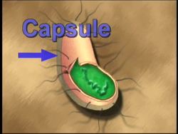 Viruses and Monerans: Bacterial Structure Instructional Video