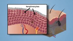 Integumentary System (Overview) Instructional Video