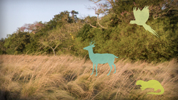 TED: A bold plan to rewild the Earth — at massive scale | Kristine McDivitt Tompkins Instructional Video