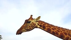 person feeding giraffe showing tongue in africa Stock Footage