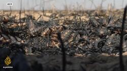 Kurdish women volunteer to protect crops from ISIL News Clip