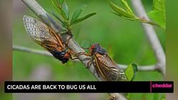 Cicadas Are Back to Bug Us All News Clip