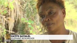 Trophy hunting is driving Kenya's super tusker elephants towards extinction at the Tanzania border Instructional Video