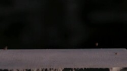 separation buckwheat seeds production line agricultural Stock Footage