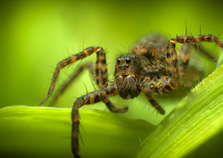 Wolf Spider Instructional Video