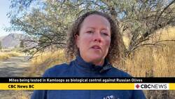 Kamloops trying to best Russian Olives with bio control News Clip