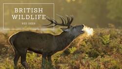 British Wildlife: Red Deer Instructional Video