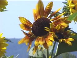 Our Distant Neighbors: Introduction Instructional Video